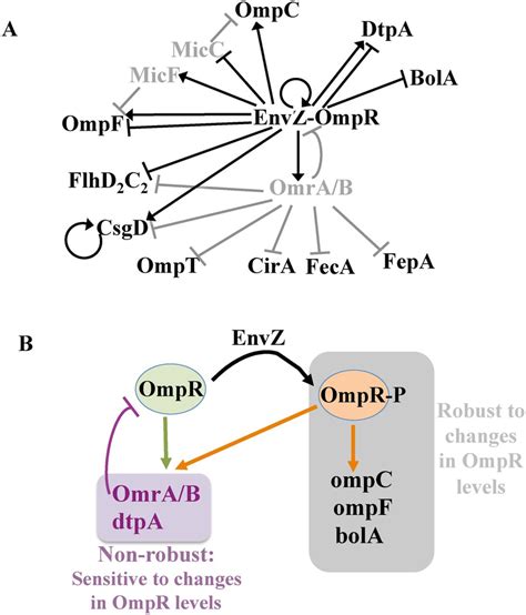 Robustness And Differential Regulation Within The Ompr Regulon A