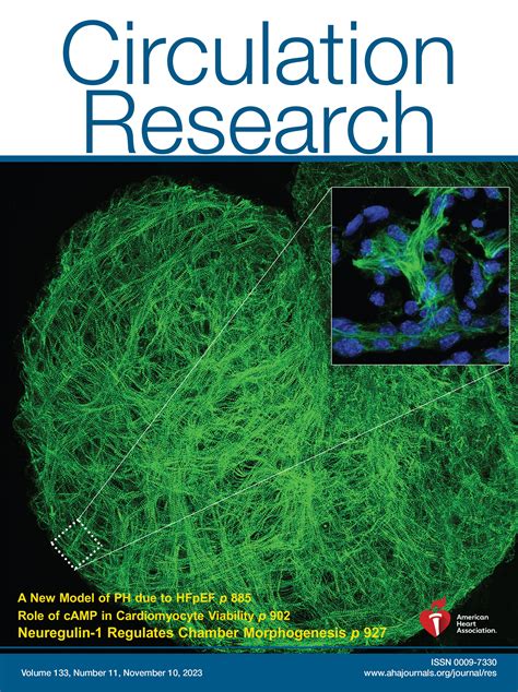 Nrg1 Regulates Cardiomyocyte Migration And Cell Cycle In Ventricular