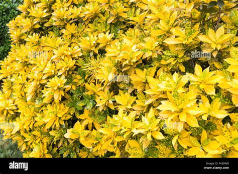 Codiaeum variegatum hi-res stock photography and images - Alamy