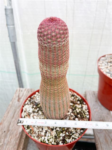 Large Rainbow Cactus Rare Cactus Echinocereus Rigidissimus Rainbow