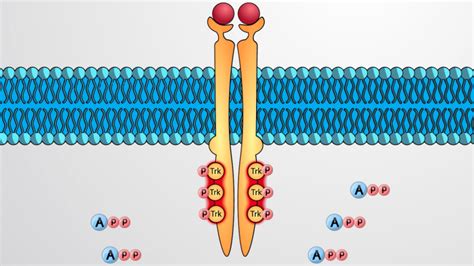 Enzyme Linked Receptors and Receptor Tyrosine Kinases | Biology | JoVe