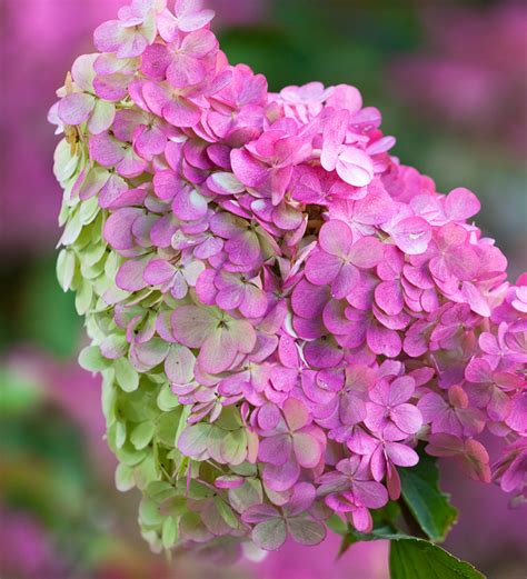 Buy Hydrangea paniculata 'Vanille Fraise' Plants | Sarah Raven