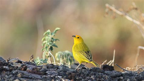 Sicale Bouton D Or Saffron Finch Sicalis Flaveola Img Flickr