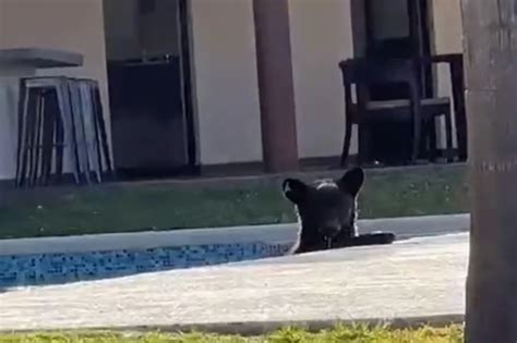 Captan A Oso Refresc Ndose En Alberca De Casa En Monterrey Inf Rmate