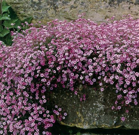 Gypsophila Elegans Rosea Thousands Of Rosey Pink Flowers On Delicate