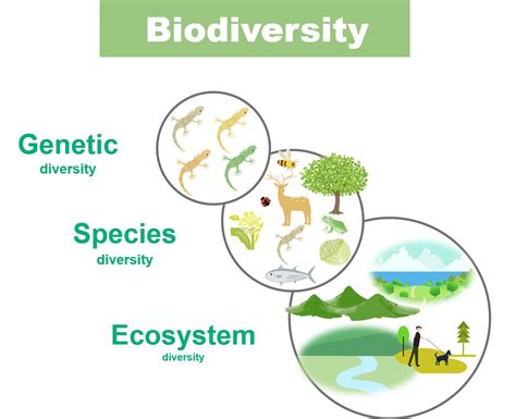 BiodiversityEcosystem Conservation Co Creation For Sustainability