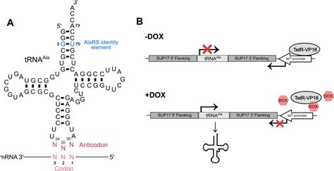 Figure From Probing The Genetic Code And Impacts Of Mistranslation