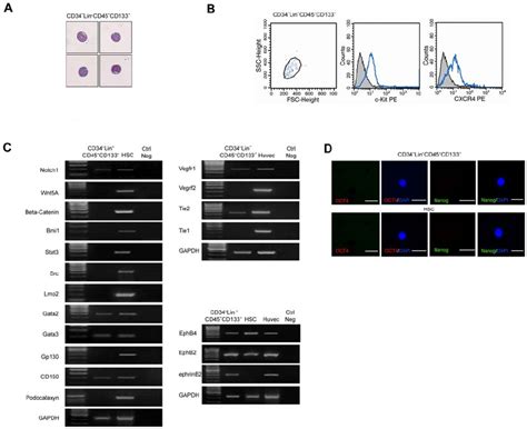 Freshly Isolated Cd34 ؊ Lin ؊ Cd45 ؊ Cd133 ؊ Cells Have A Stem Cell