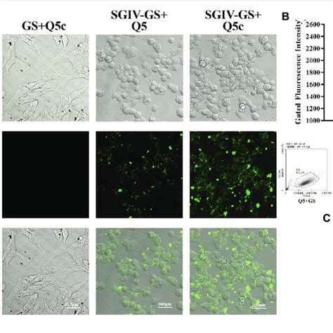 Co Localization Of Aptamer Q5c And Mcp In Sgiv Infected Cell