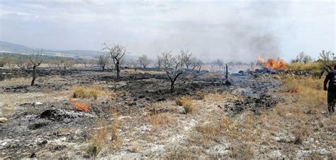 La Panorámica Noticias Arde algo más de una hectárea de almendros en el