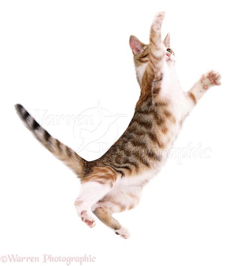 Cat Leaping With Outstretched Arms Photo Wp02462