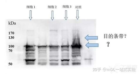 Western Blot结果常见问题分析 知乎