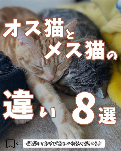 オス猫とメス猫の違い8選🐈🐈‍⬛ ねこぞーが投稿したフォトブック Lemon8