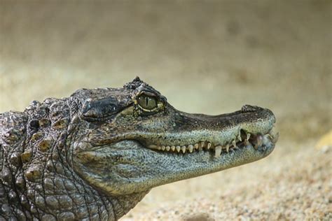 Crocodile Cayman Islands Caiman - Free photo on Pixabay - Pixabay