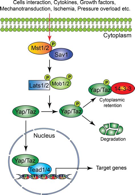 Frontiers The Hippo Signaling Pathway In Cardiac Development And Diseases