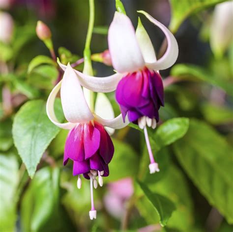 Types Of Fuchsia Flowers - Learn About Upright And Trailing Fuchsia ...