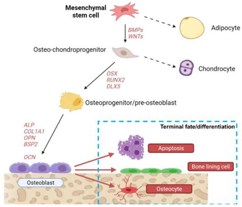 Ijms Free Full Text Osteoblast Differentiation And Signaling