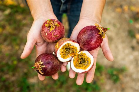 Organic Passion Fruits From Las Canarias Spain CrowdFarming Farm