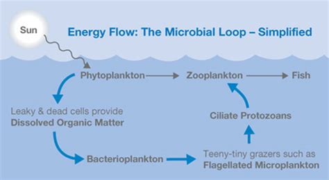 Microbial loop - microbewiki