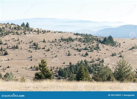 Baby Pine Trees Stock Image Image Of Mountains Europe 26219693