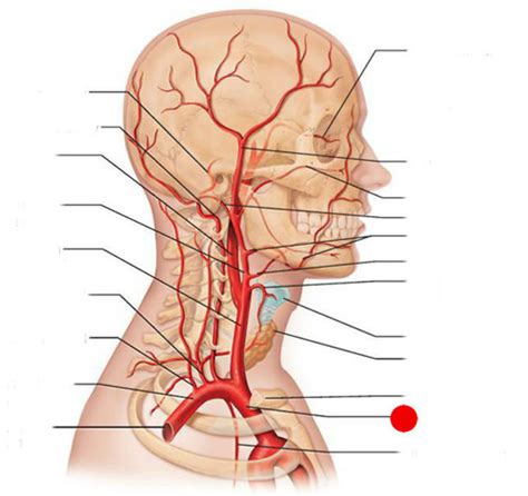 Blood Vessels Flashcards Quizlet