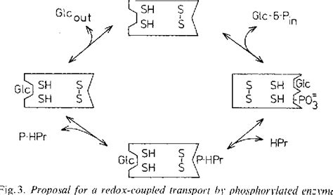 Figure 3 From A Hypothesis For The Role Of Dithiol Disulfide