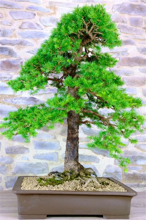 Specimen Mature Outdoor Larch Bonsai Tree 45 Years Old