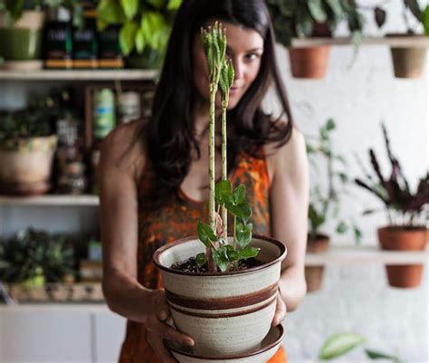 Indoor Jungle So Gesund Lebst Du Mit Pflanzen In Der Wohnung