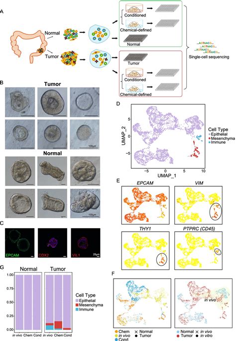 Global Patterns Of Single Cell RNA Seq Profiles And Cell Type