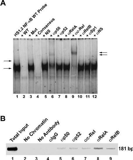 Identification Of The Active Regions In HS1 2 With The Bcl 2 Promoter