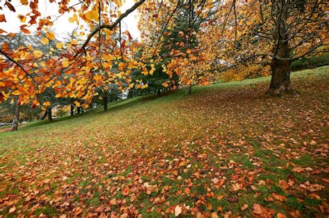 Parque Rvores Folhas Amarelas Caindo Na Grama Verde Foto