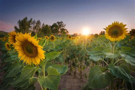 Premium Photo | Sunflower field at sunset