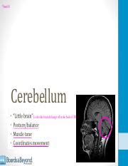 Understanding Cerebellum: Anatomy & Function Overview | Course Hero