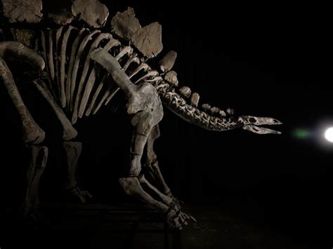 Stegosaurus Fossils Found In Colorado Estimated To Sell For Millions At Sotheby S Fox31 Denver