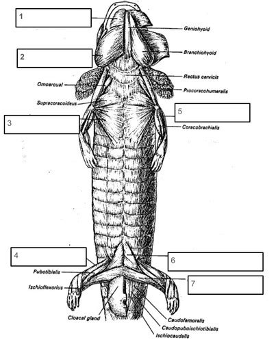 mudpuppy anatomy for practical Flashcards | Quizlet