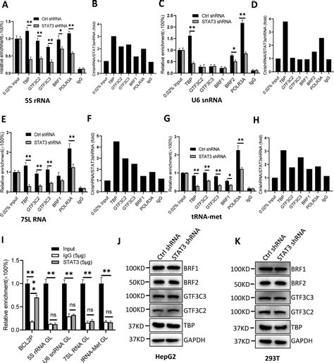 Stat3 Promotes Rna Polymerase Iii Directed Transcription By Controlling The Mir 106a 5p Tp73