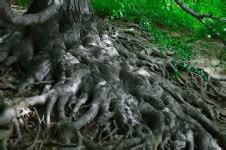 tree  exposed root system  stock photo public domain pictures