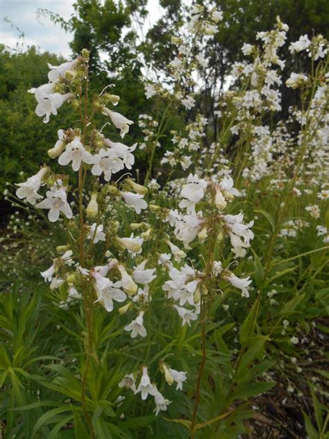 Penstemon Digitalis Foxglove Beardtongue Z 2 8 Heritage Flower Farm