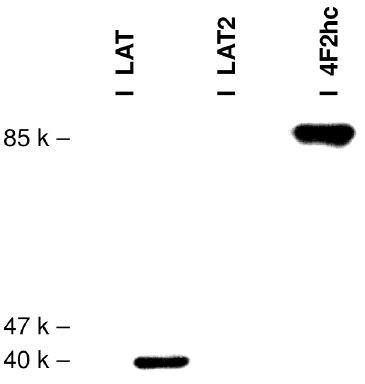 Western Blot Analysis Of LAT1 LAT2 And 4F2hc In HTB 41 Cells Western