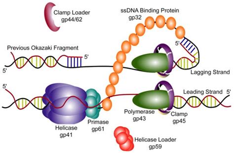 Dna Ligase Replication