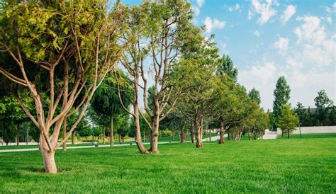 Um Lindo Parque P Blico Rvores Altas De Diferentes Ra As Gramado