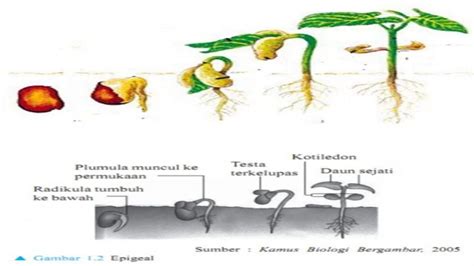 Detail Gambar Daur Hidup Tumbuhan Koleksi Nomer 30