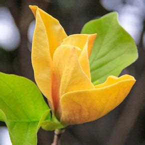 Judy Zuk Magnolia | Spring Hill Nurseries