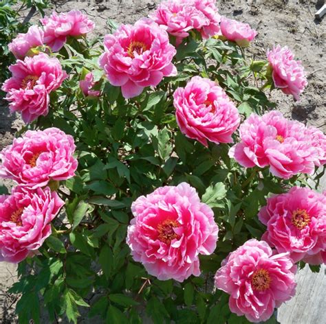 Shichifukujin Tree Peony Halifax Perennials Inc