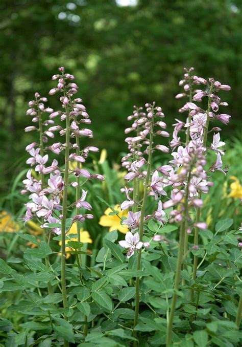 Purple And Yellow Flowers Are In The Grass