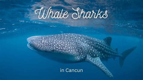 Cancun Whale Sharks - A Complete Guide | InfoVacay