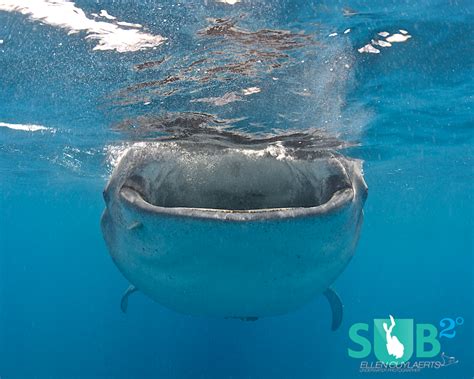 Isla Mujeres & The Whale Shark Feeding Aggregation | Scuba Diving Blog