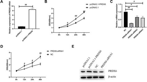 Full Article Prdx6 Overexpression Promotes Proliferation Invasion And Migration Of A549 Cells