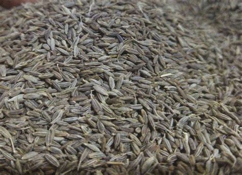 Brown Organic Cumin Seeds At Rs 384 Kg In New Delhi ID 27146863733