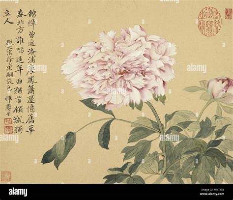 English Peonies 中文 牡丹 選自摹古冊 17th century 972 Peonies Yun